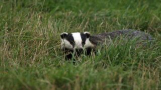 Blaireaux : contre la vénerie sous terre, One Voice renforce la pression ! 11 audiences à venir