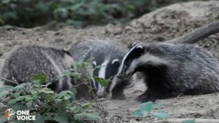 Vénerie sous terre des blaireaux : 10 nouvelles victoires et des audiences à venir !
