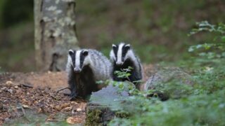 Des victoires à la pelle contre le déterrage, une chasse qui disparaît à petit feu ! 