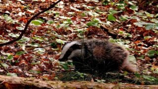 Déterrage des blaireaux : One Voice lance l’offensive juridique