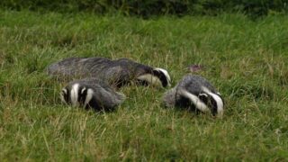 Déterrage des blaireaux : suspensions dans l’Aveyron et le Cher et 7 nouvelles audiences à venir