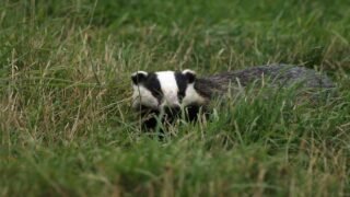Vénerie sous terre en été : cinq nouvelles victoires de One Voice pour les blaireaux !