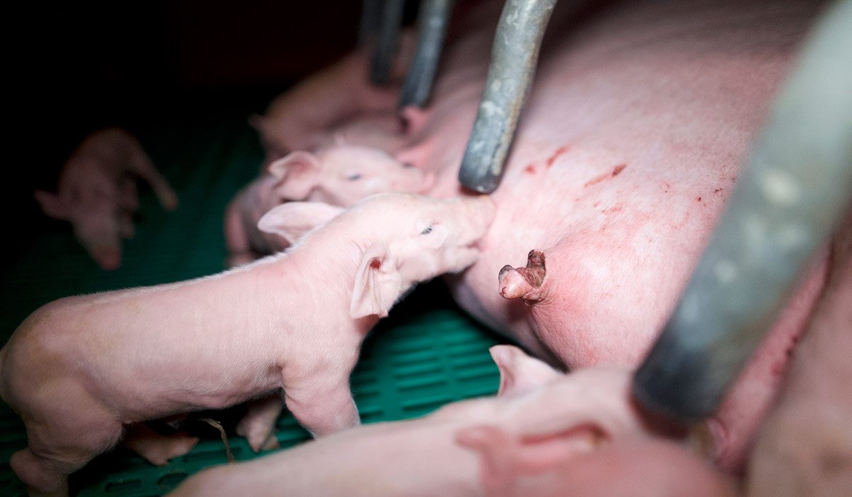 Nouvelle enquête dans un élevage porcin breton : L214 interpelle les entreprises