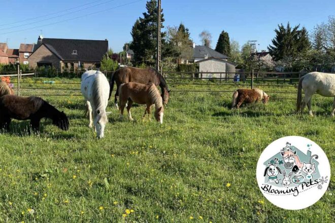 Blooming Pets : la nouvelle plateforme de garde d’animaux à domicile