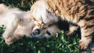 95% des Français estiment que leur animal de compagnie  améliore leur santé mentale