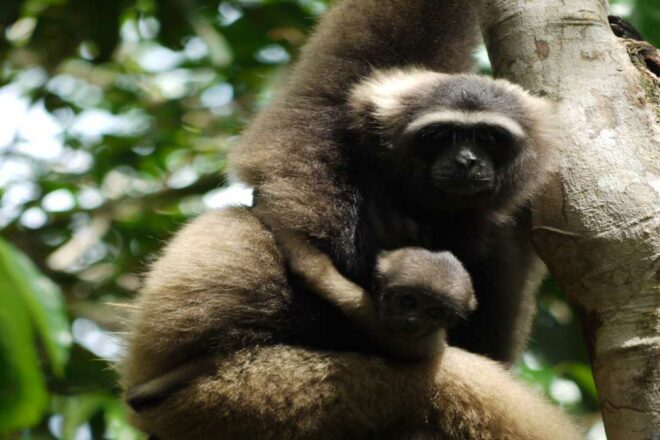 Kalaweit, pour la sauvegarde de la biodiversité en Indonésie