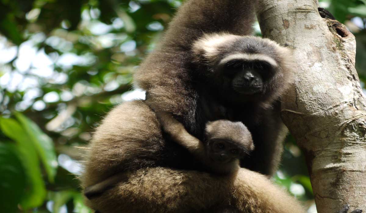 Kalaweit, pour la sauvegarde de la biodiversité en Indonésie