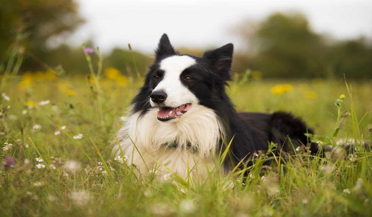 Nouveau chiffre actualisé des abandons d’animaux en France en 2025 : 335 258 animaux abandonnés