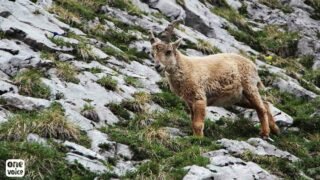 Nous volons à nouveau au secours des bouquetins du Bargy