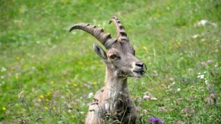 Victoire des associations : décision salutaire de suspension en urgence pour 160 bouquetins du Bargy !