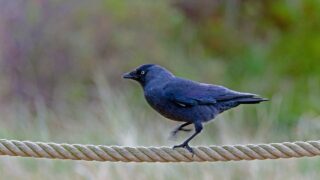 En Bretagne, jusqu’à 25 800 choucas épargnés ! Victoire de One Voice pour ces oiseaux