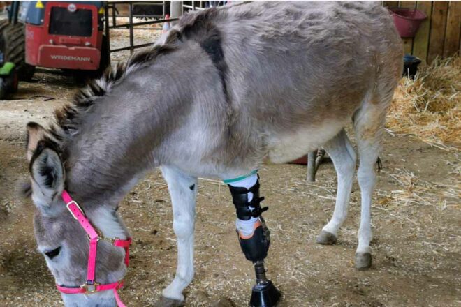 Les prothèses pour les animaux : des résultats prodigieux… mais une utilisation à encadrer