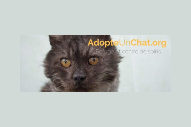 ADOPTEUNCHAT.ORG : quand l’habit ne fait pas le moine… ou l’association !