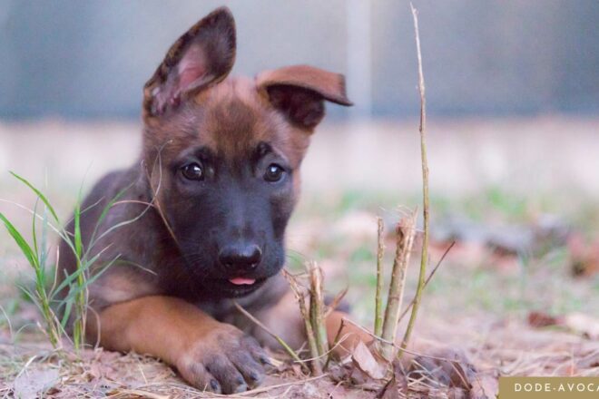 3e reconnaissance du préjudice animalier par le Tribunal correctionnel de Lille