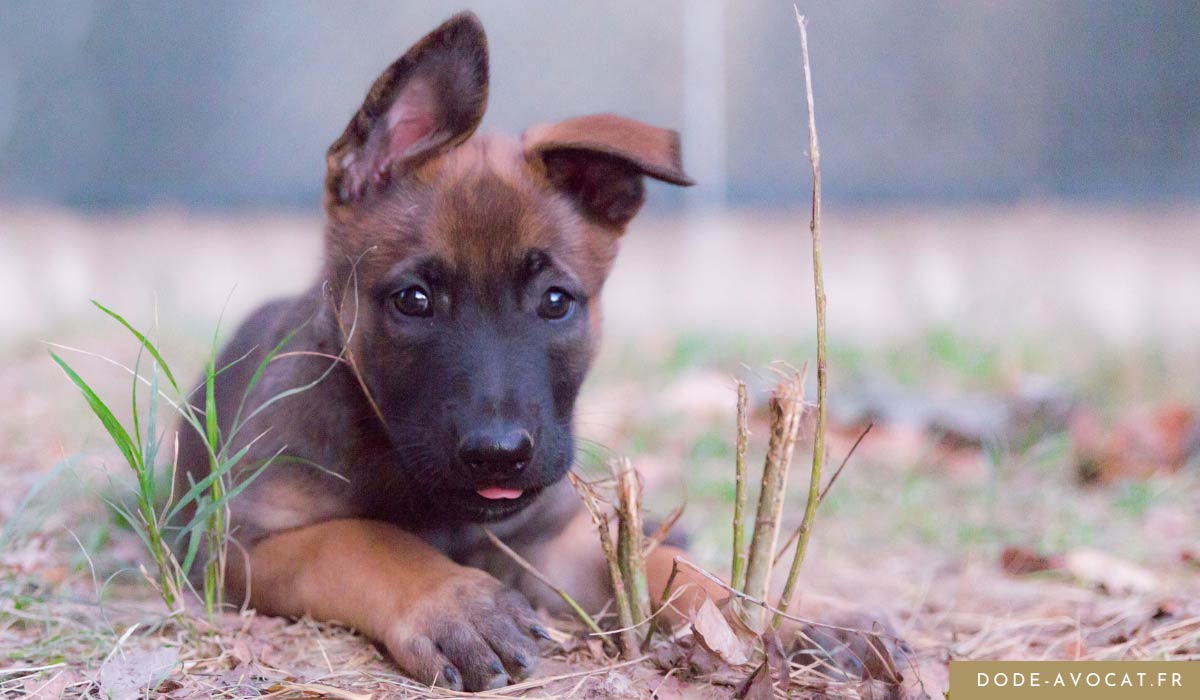 3e reconnaissance du préjudice animalier par le Tribunal correctionnel de Lille