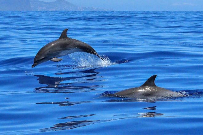 40 ans plus tard, qu’en est -il des conditions de vie des cétacés captifs en France ?