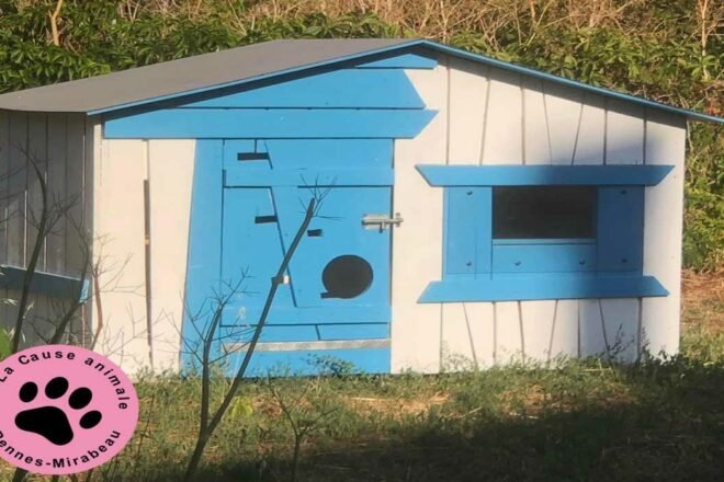 L’errance féline, un problème à prendre au sérieux !