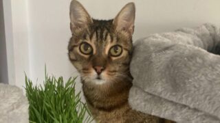 Savez-vous où ira votre animal après votre vie ?
