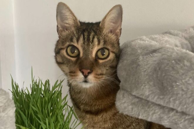 Savez-vous où ira votre animal après votre vie ?