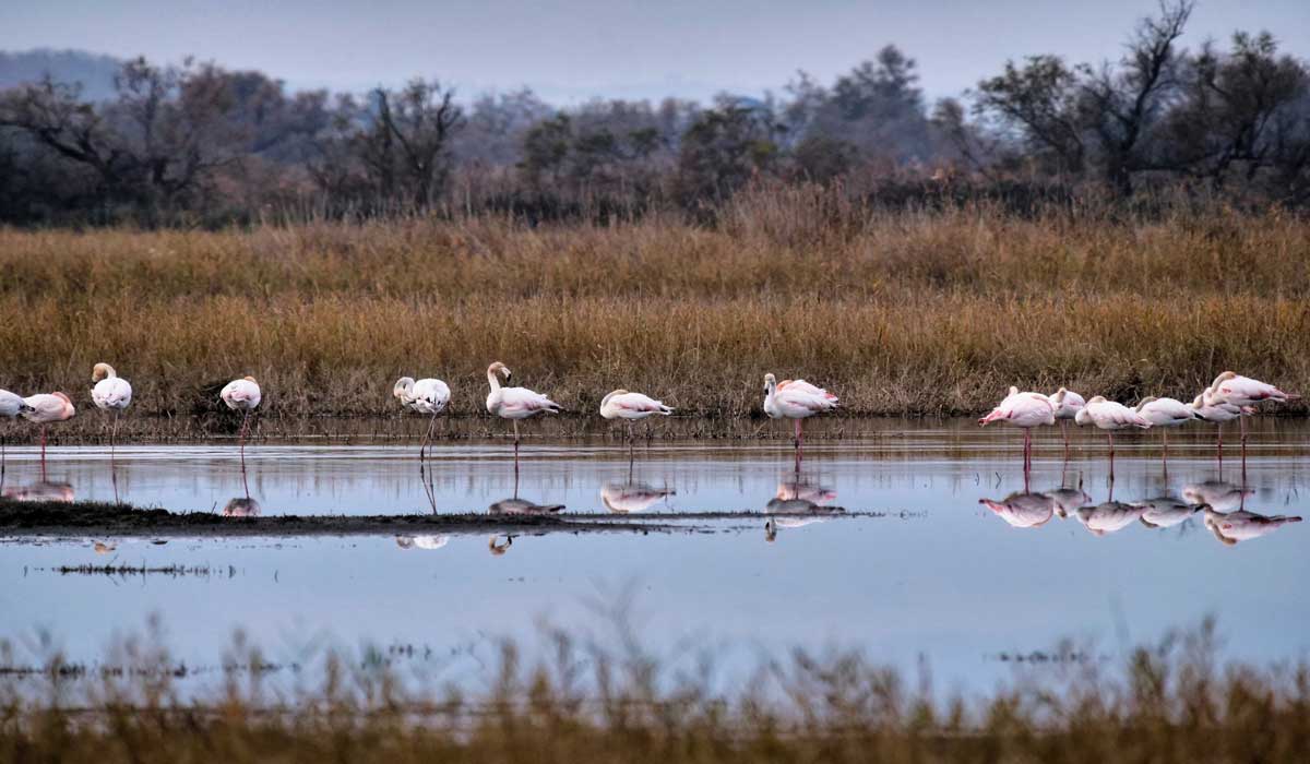La Camargue ne doit pas être sacrifiéesur l’autel de la souveraineté énergétique de la France