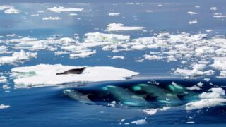 La stratégie collaborative des orques d’Antarctique