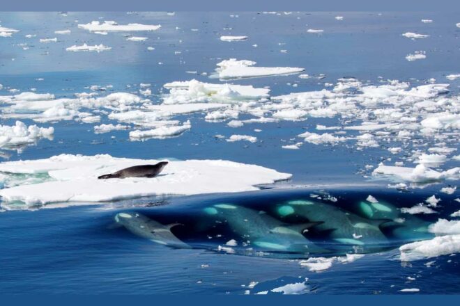 La stratégie collaborative des orques d’Antarctique