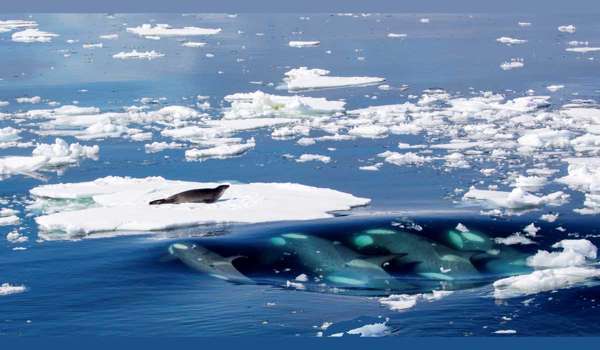 La stratégie collaborative des orques d’Antarctique
