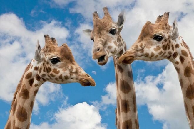 Comment débattre de la cause animale ?