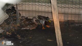 Oiseaux aquatiques élevés illégalement pour la chasse. Audience le 16 janvier à Amiens