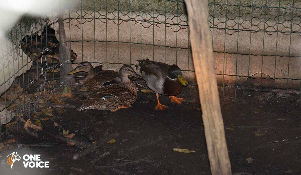 Oiseaux aquatiques élevés illégalement pour la chasse. Audience le 16 janvier à Amiens