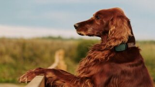 Quelques clics pour ne jamais perdre votre animal de vue !