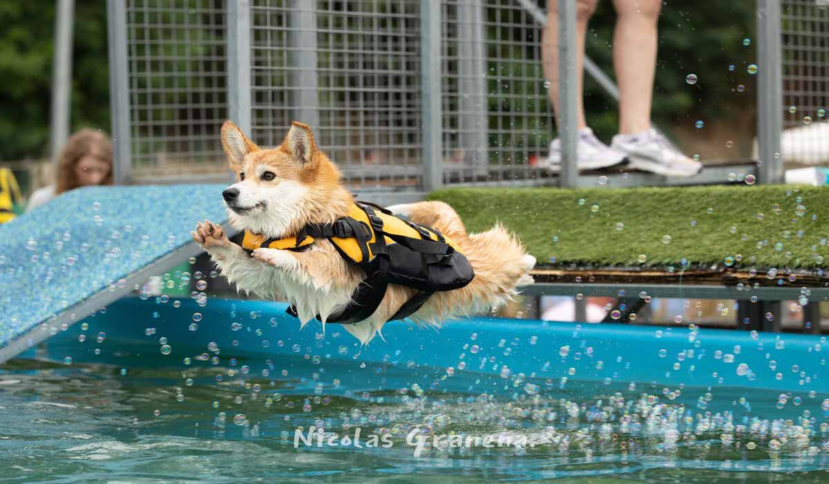 Canidéplouf 2026 : la première « pool party » pour chiens en France revient pour une 4ème édition Canidéplouf 2026 : la première « pool party » pour chiens en France revient pour une 4ème édition