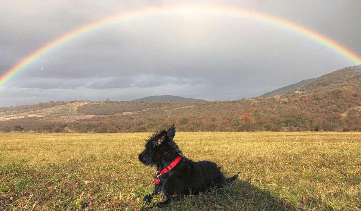 Son odeur après la pluie : l’art, le deuil animalier et la présence