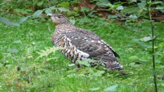 Nous l’attendions, nouveau triomphe pour les galliformes des montagnes dans les Hautes-Alpes !