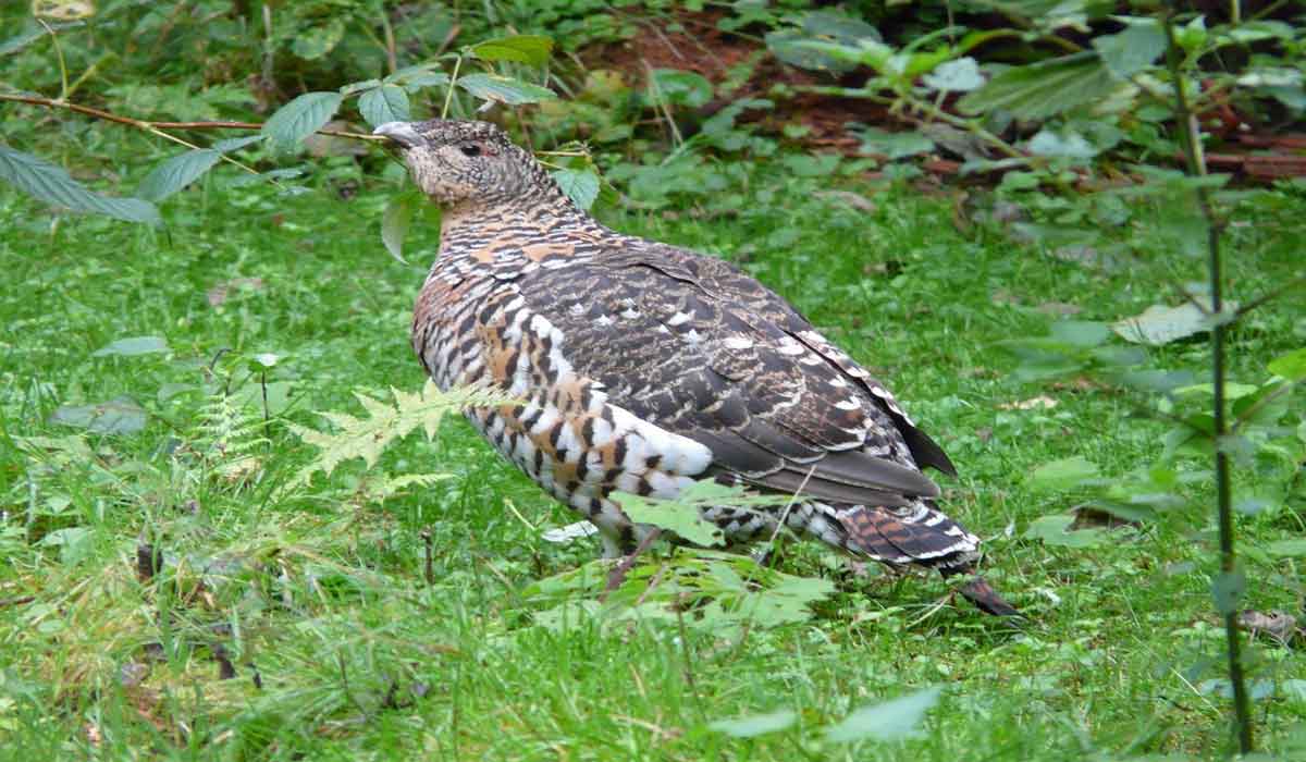 Nous l’attendions, nouveau triomphe pour les galliformes des montagnes dans les Hautes-Alpes !