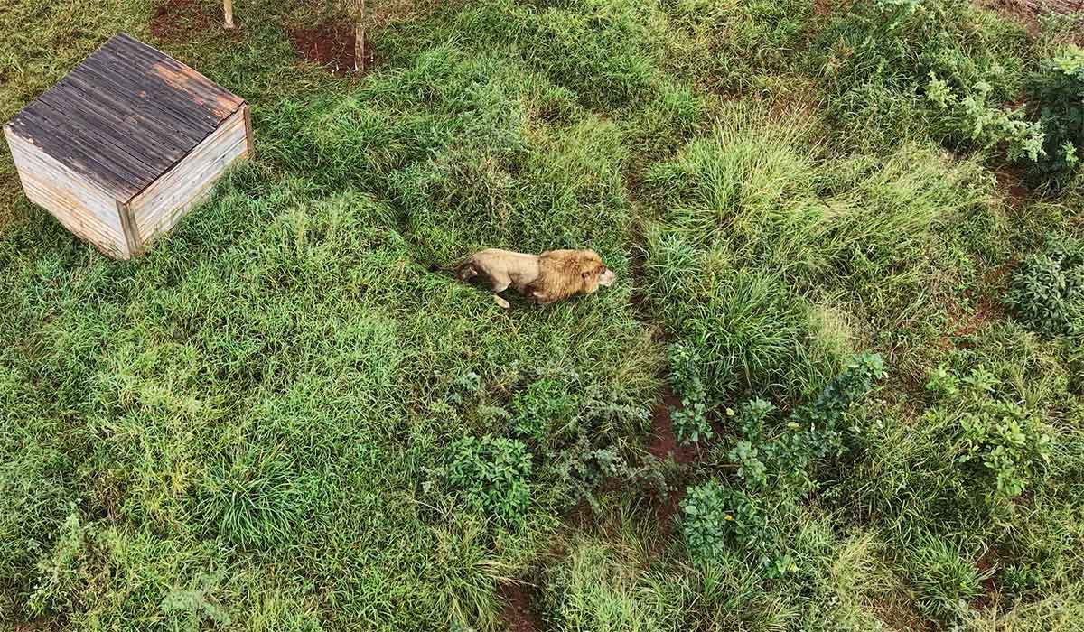 Arrivée de Layish en Afrique du Sud. Un lion sauvé, mais encore des centaines d’animaux prisonniers des cirques : pour One Voice, le combat continue ! 
