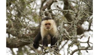 Le commerce de primates explose sur les réseaux sociaux aux Etats-Unis