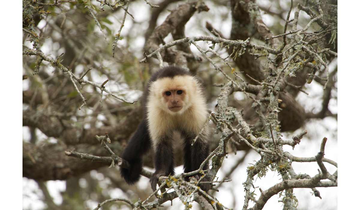 Le commerce de primates explose sur les réseaux sociaux aux Etats-Unis Le commerce de primates explose sur les réseaux sociaux aux Etats-Unis