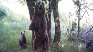 Ariège : One Voice en justice les 18-19 mars pour Caramelles, ourse tuée par un chasseur-braconnier !