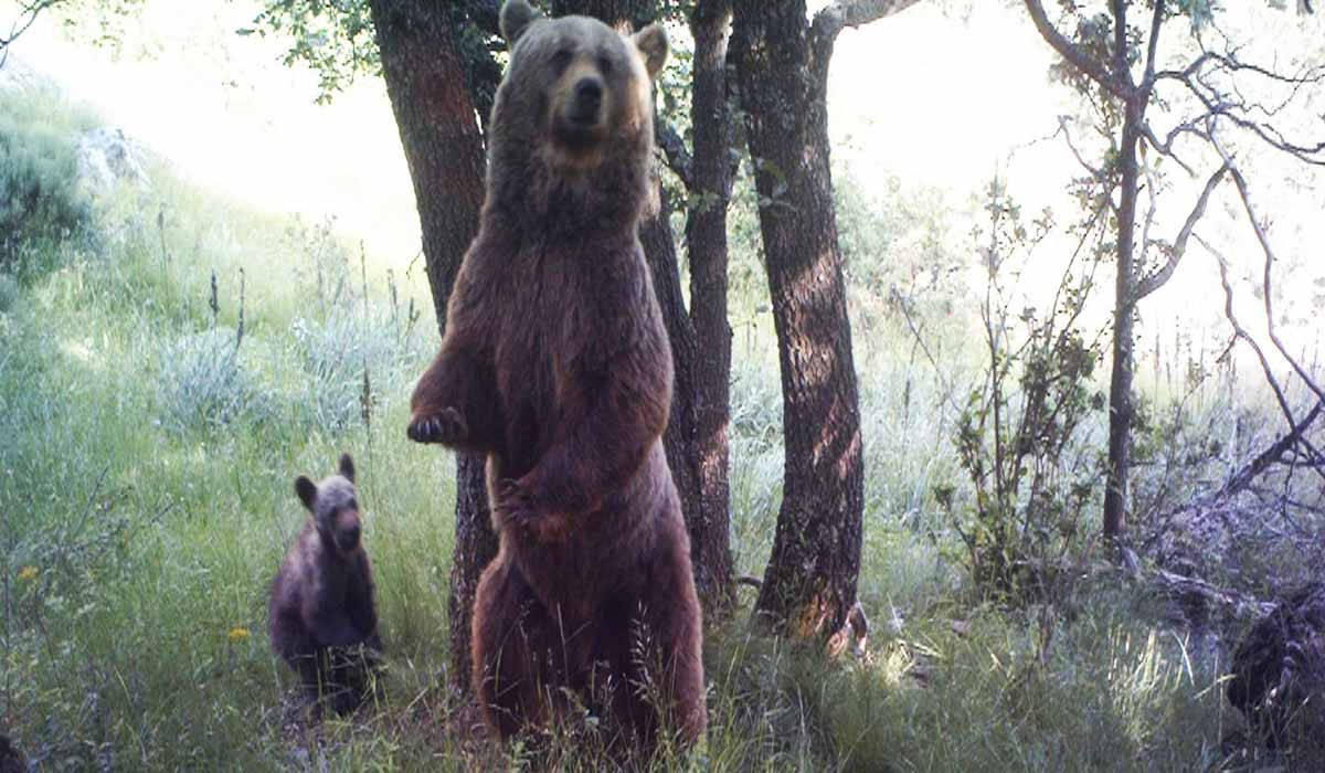 Ariège : One Voice en justice les 18-19 mars pour Caramelles, ourse tuée par un chasseur-braconnier !