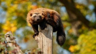 Le carcajou : le diable des bois des autochtones nord-américains