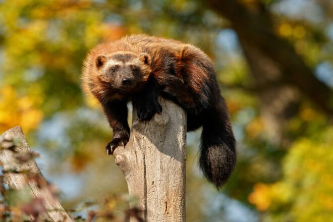 Le carcajou : le diable des bois des autochtones nord-américains