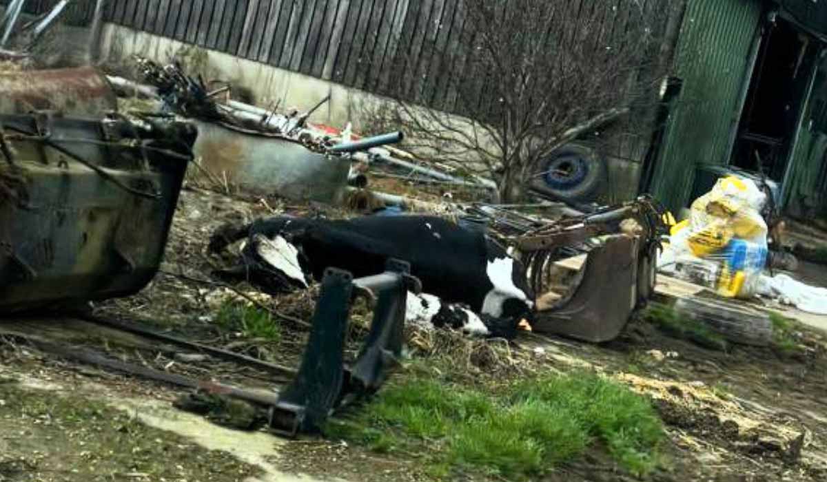 Carentoir : Omerta et déni face au calvaire des veaux de la « Ferme de l’horreur ». Une plainte déposée par l’association FUTUR et un dernier appel pour sauver un veau encore vivant