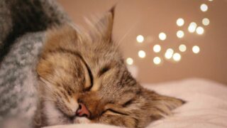 Caridabba, faciliter l’adoption de chats sous contrat associatif