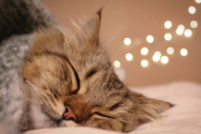 Caridabba, faciliter l’adoption de chats sous contrat associatif