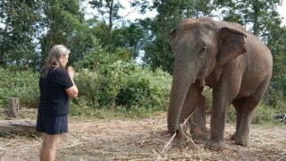 Solidarité éléphants : agissons pour leur avenir