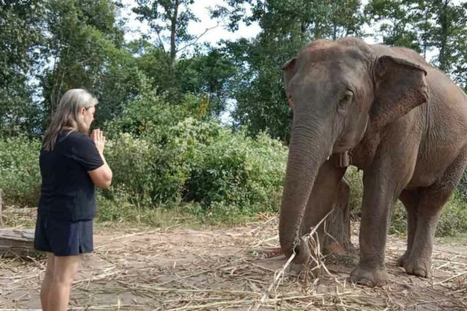Solidarité éléphants : agissons pour leur avenir