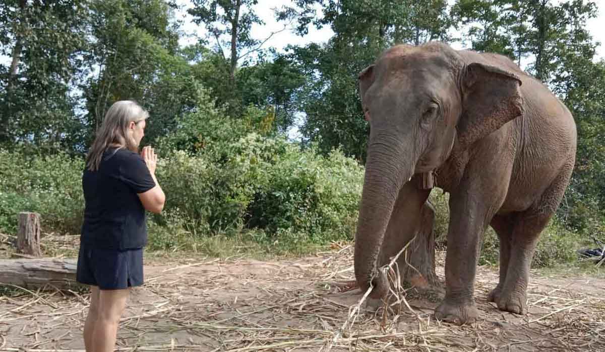 Solidarité éléphants : agissons pour leur avenir