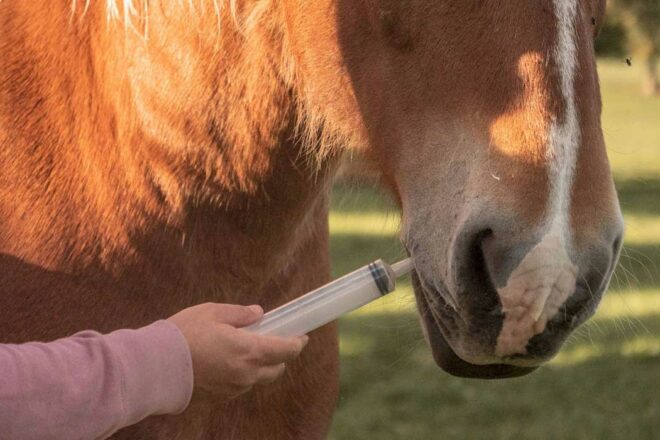 Améliorer la sécurité lors des soins aux chevaux : le medical training