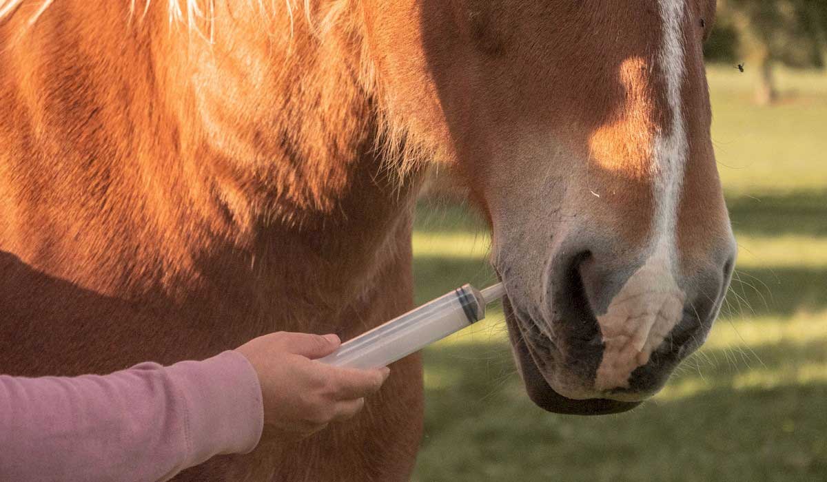 Améliorer la sécurité lors des soins aux chevaux : le medical training